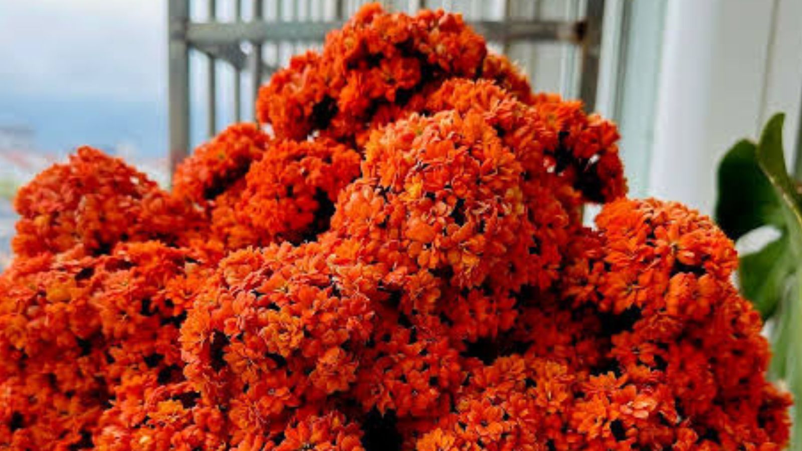 kalanchoe decoracion halloween lidl