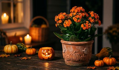 Planta kalanchoe con flores naranjas en una maceta decorada con relieves de calabazas y fantasmas sobre una mesa de madera.